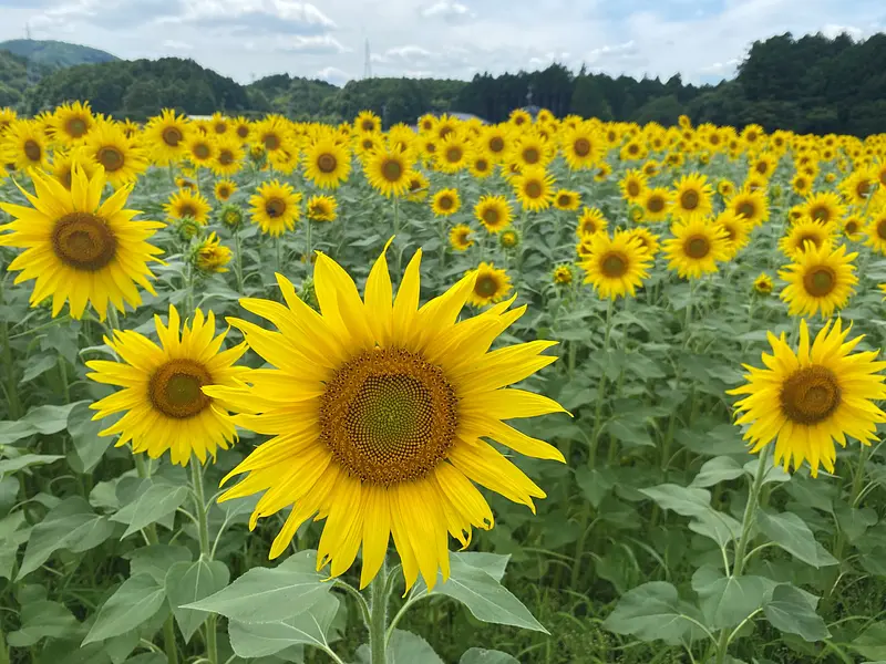 Famous sunflower spots in Mie Prefecture