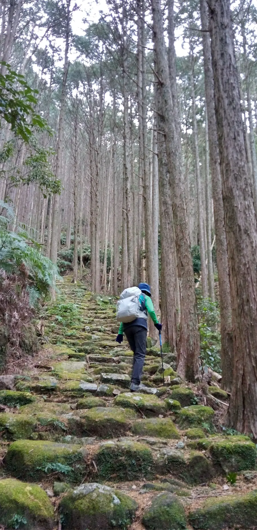 石の階段とヒノキの林