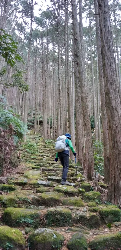 Escalones de piedra y bosque de cipreses