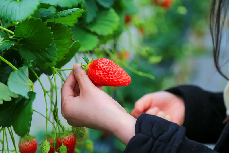 22 popular strawberry picking spots in Mie Prefecture [2023-2024]