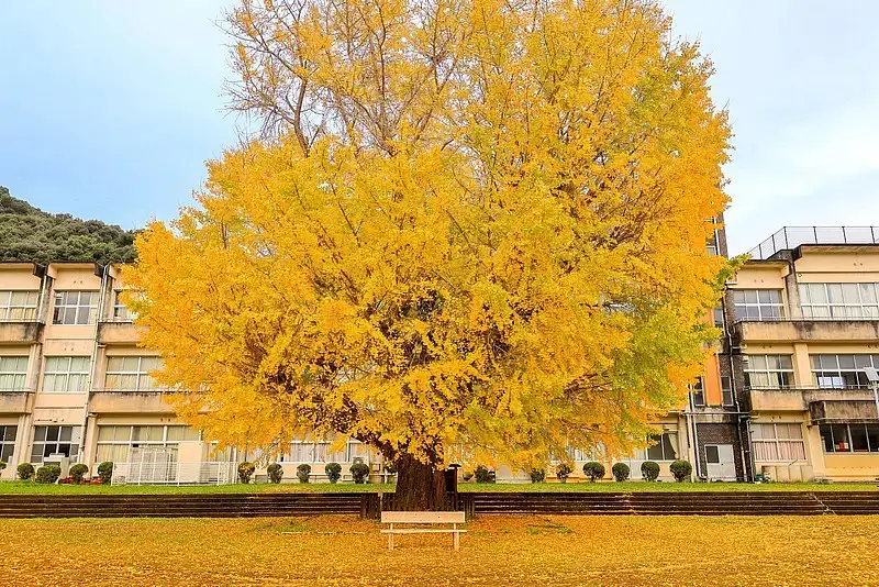 河内渓谷の紅葉