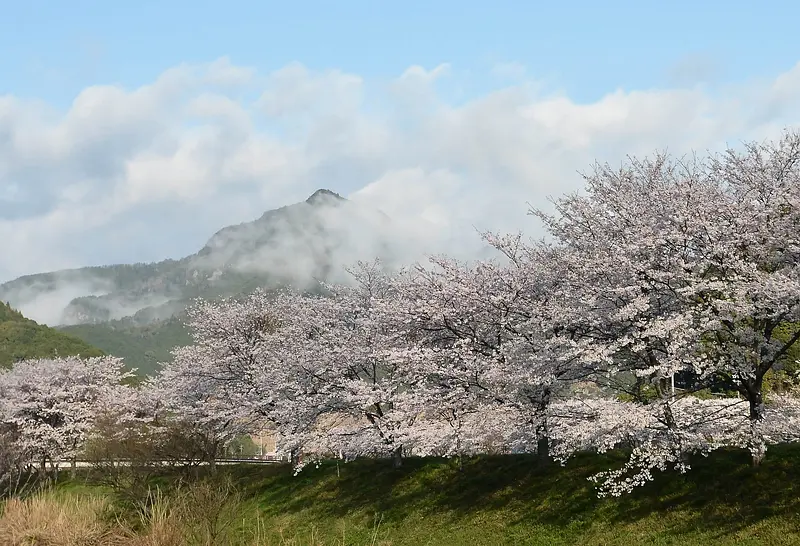Sankai no Sato: Cerezos en flor a lo largo del lecho del río