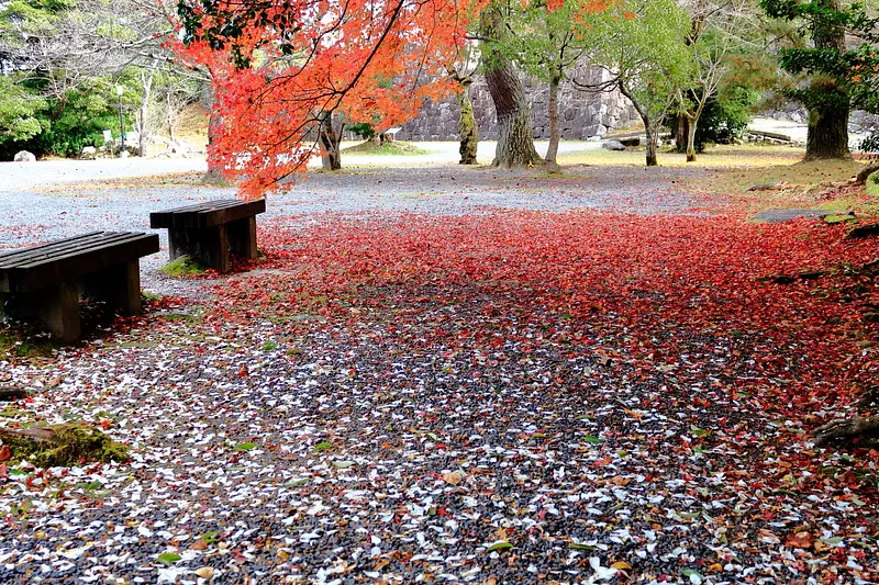 11月中旬～下旬が見頃！！】伊賀市 上野公園の紅葉スポットを紹介し