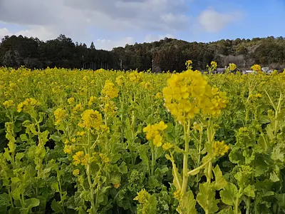 アスピア玉城の菜の花