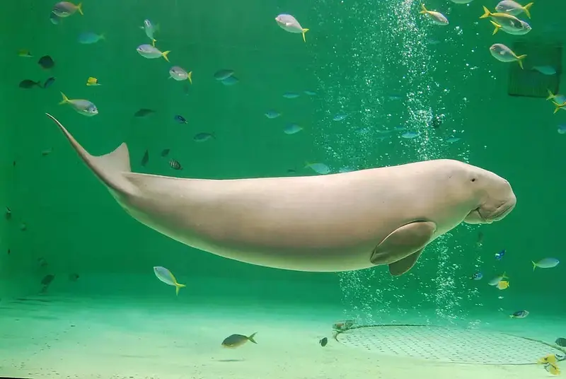 鳥羽水族館