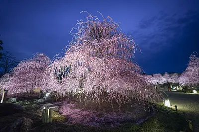 The seriousness of Mie, which is proud of the world! As the north-central region turns into spring colors, we'll introduce you to all the famous spots for weeping plum blossoms!