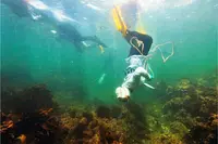 海女さんの素潜り漁の様子