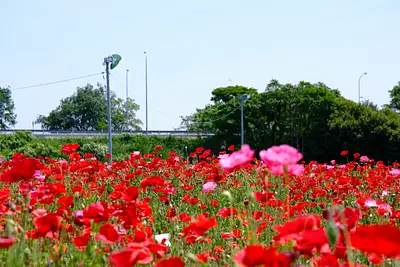 Peonies and poppies in Nagasawa Town (2)