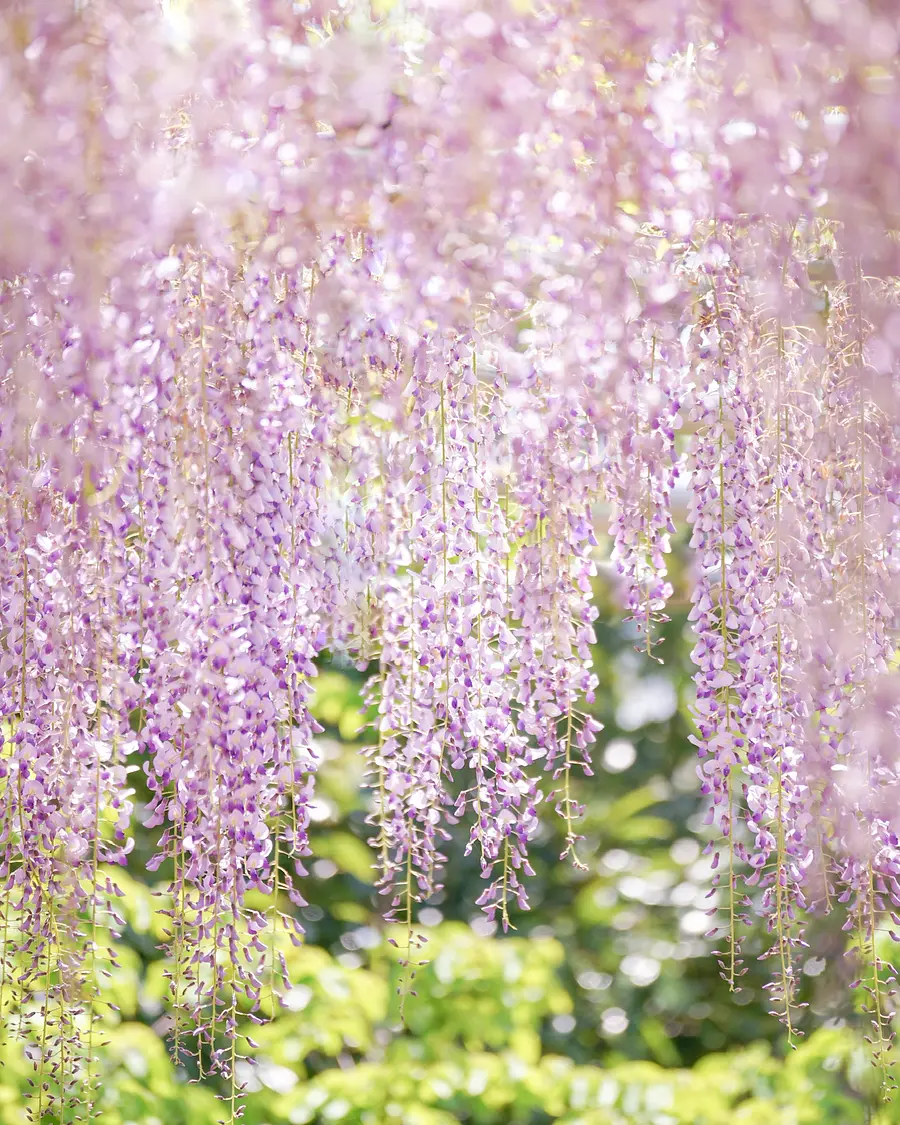 wisteria flowers