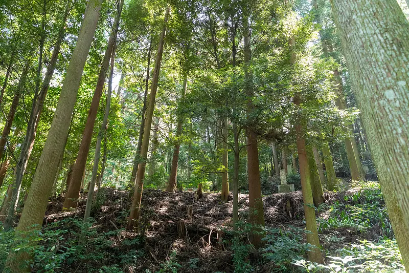 forest around the grave