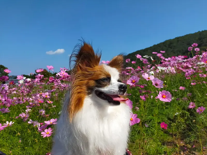 「志摩市観光農園」とは？