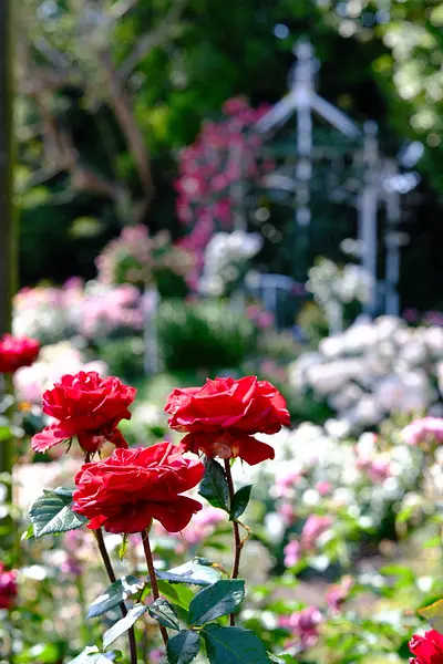 Jardín de rosas Nabananosato (2)