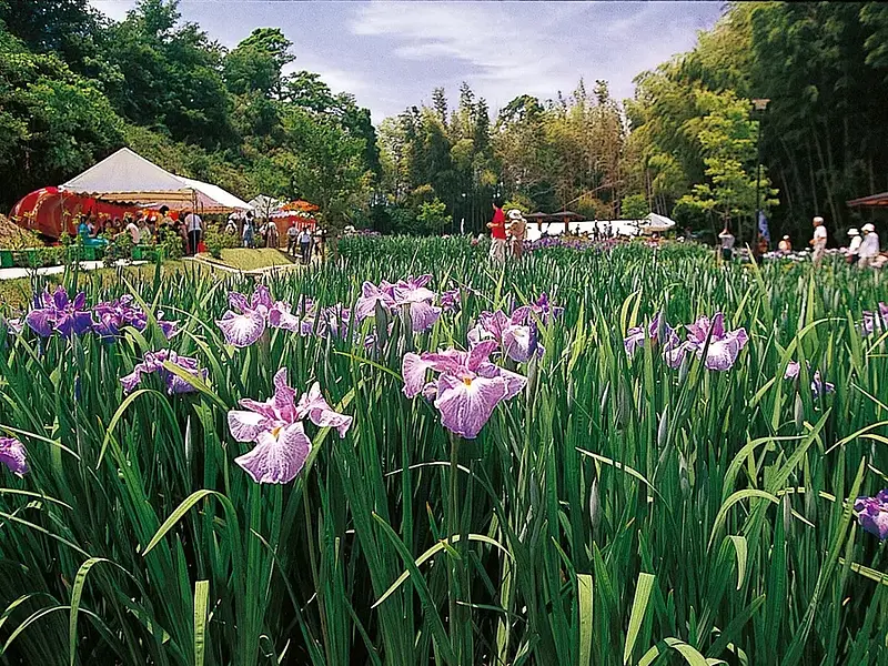 Kameyama Park Iris Garden
