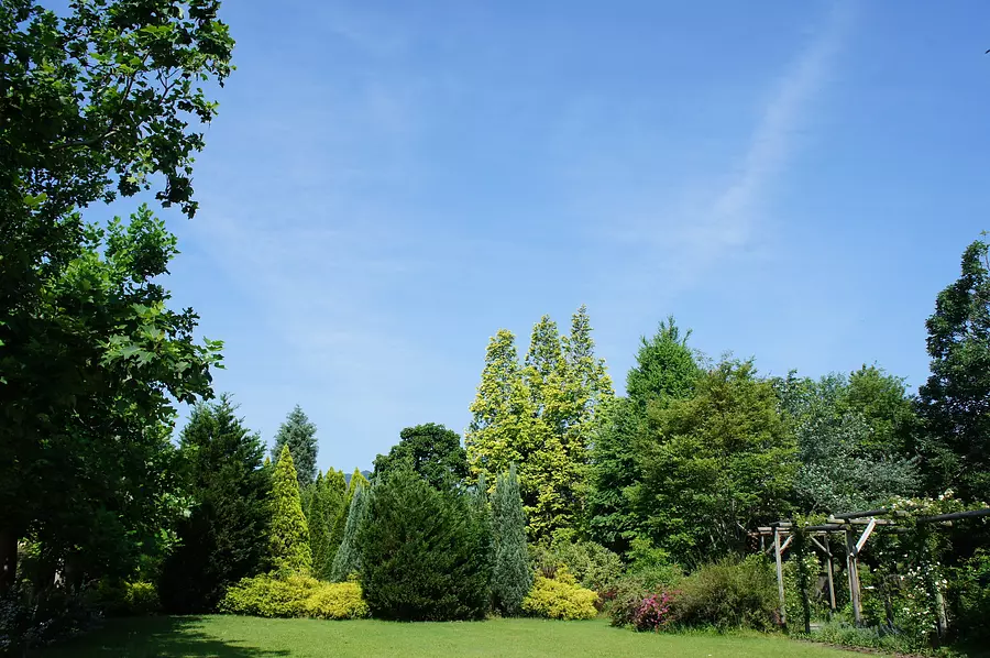 Summer English Garden Conifer Garden