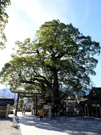 県指定天然記念物　樹齢１０００年以上と言われる大楠