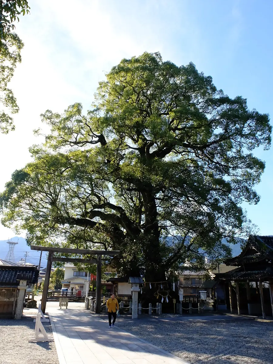 県指定天然記念物　樹齢１０００年以上と言われる大楠