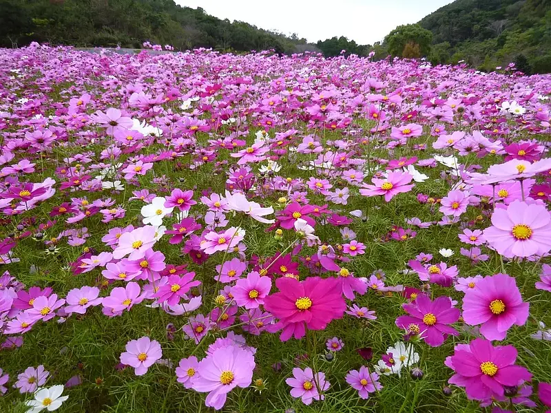 志摩市観光農園のコスモス畑