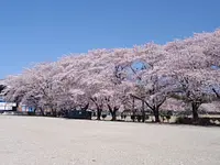 鈴鹿さくら祭り