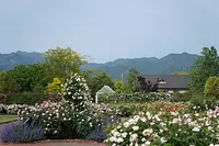English Garden Rose Garden in May