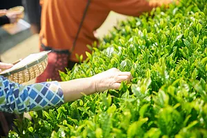 いなべ石榑茶 茶摘み体験 2025