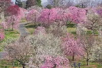 広大な緑の芝生の中56品種の多彩な紅白の梅