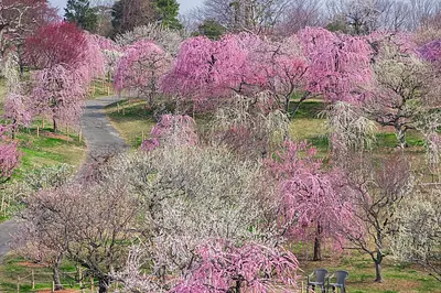 福祉と環境を融合した花園「かざはやの里」～かっぱのふるさと～2025梅まつり（開花状況・見頃やアクセス情報も掲載）