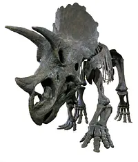 tricératops