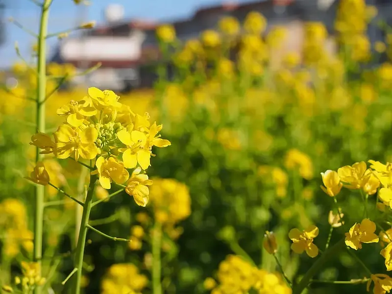 三重県の菜の花の名所特集 2025年版