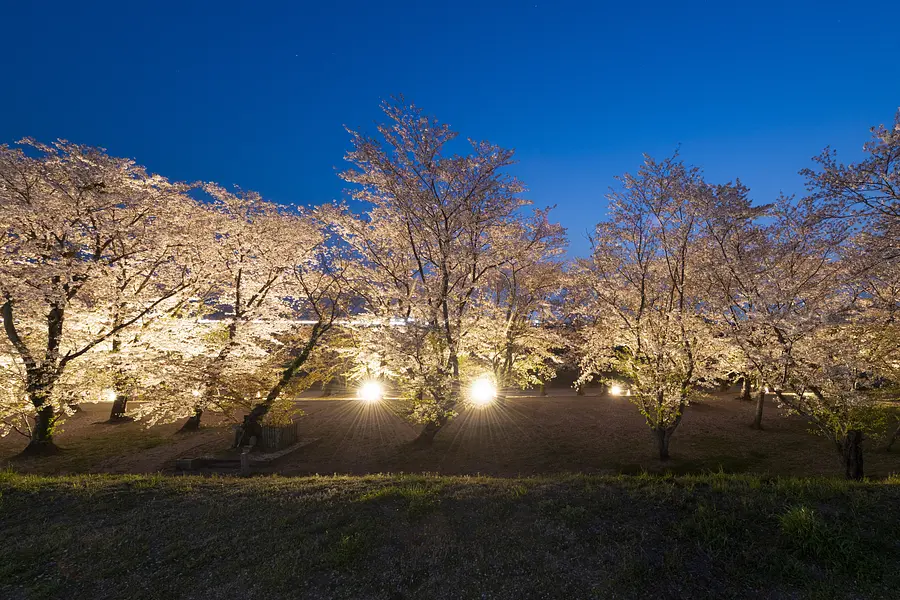 宮川堤の桜のライトアップ