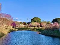 かざはやの里の梅「青空が映える池と梅」