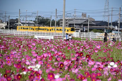 以三岐铁路的车辆为背景眺望的大波斯菊田地值得一看