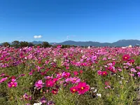 以铃鹿山脉为背景眺望大波斯菊的田地是绝景