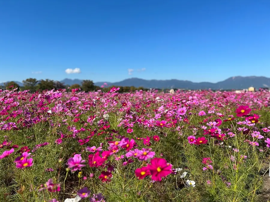 以铃鹿山脉为背景眺望大波斯菊的田地是绝景