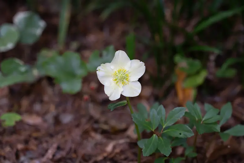 Christmas rose in Momiji Valley