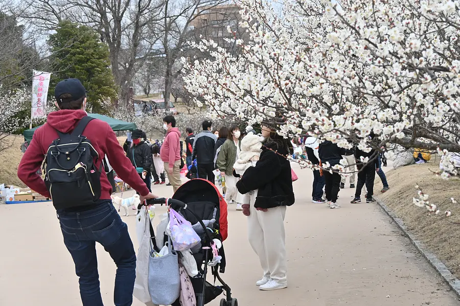 梅林の場所はここ