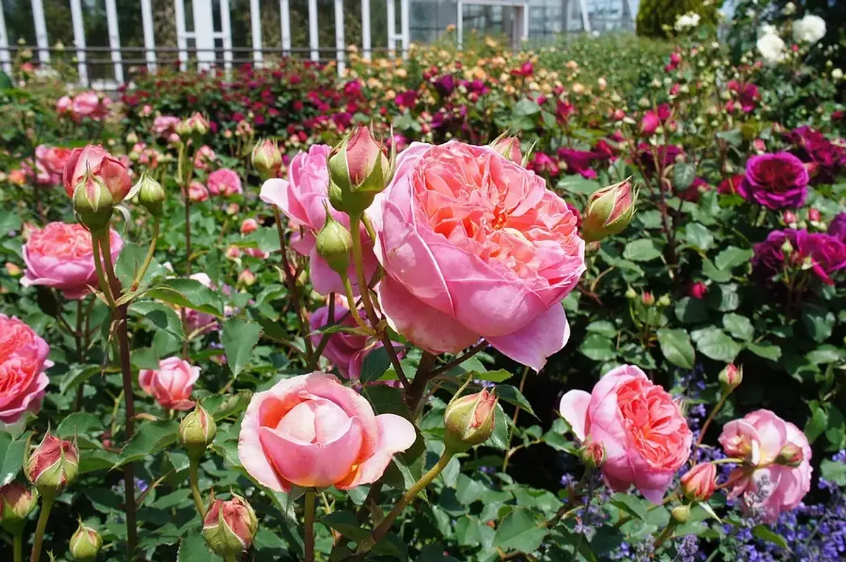 Manchas de rosas famosas en la prefectura de Mie