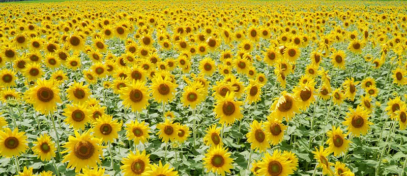 countless sunflowers