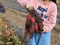 Potato Growing Kiwamin Experience 2024 Participant Recruitment Application Deadline 5/31