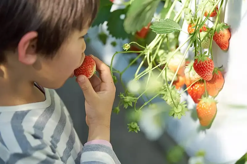 アクアイグニス「TSUJIGUCHI FARM」いちご狩り