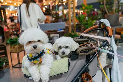 [A must-see for dog lovers! First time in Mie Prefecture!] Come and take your dog out with you on Saturday, June 29th and Sunday, June 30th! The Dog Marche will be held at Messe Wing Mie!