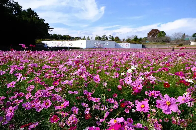 とことめの里のコスモス (津市)