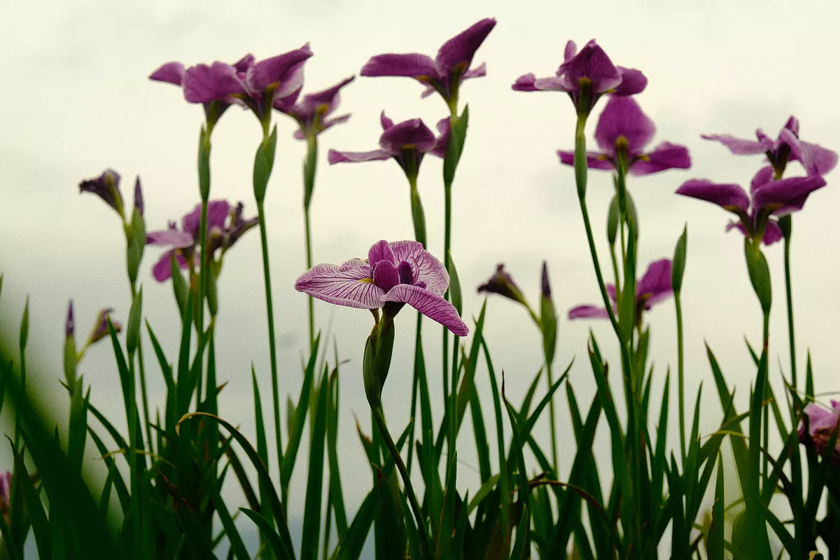Ise flower iris garden flower iris