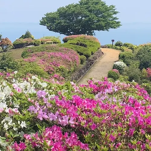 朝熊山のつつじ【花】