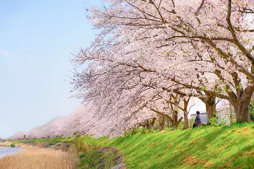 Cerisiers en fleurs le long de la rivière Anogawa à Kitakamiyama, ville de Geino