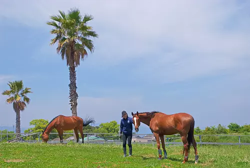 [Interacting experience for adults] Seaside horse farm experience 2 DAYS