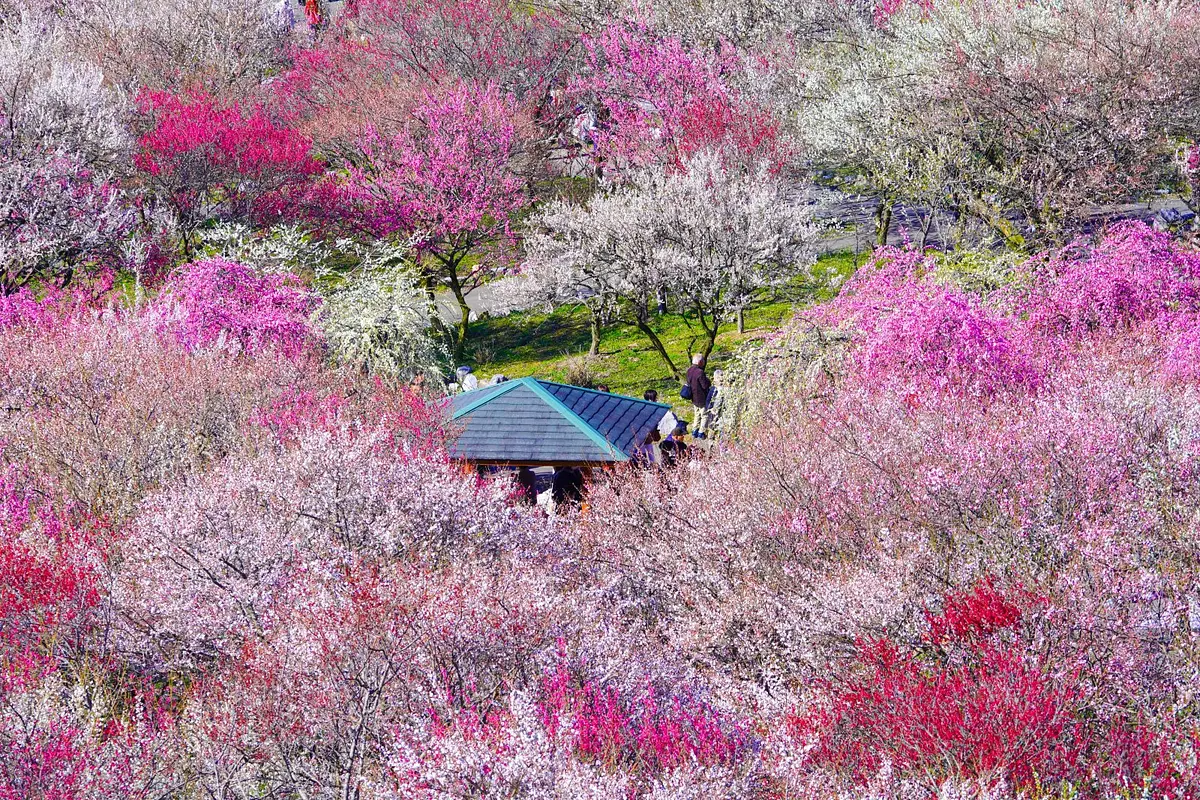 いなべ市農業公園の梅