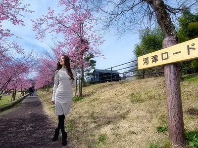 Les fleurs de cerisier de Kawazu seront bientôt en pleine floraison ! Guide stratégique complet du printemps « Miya River Watakai Park » [édition 2024]