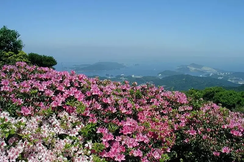 浅间山（Mt.Asama）的杜鹃花