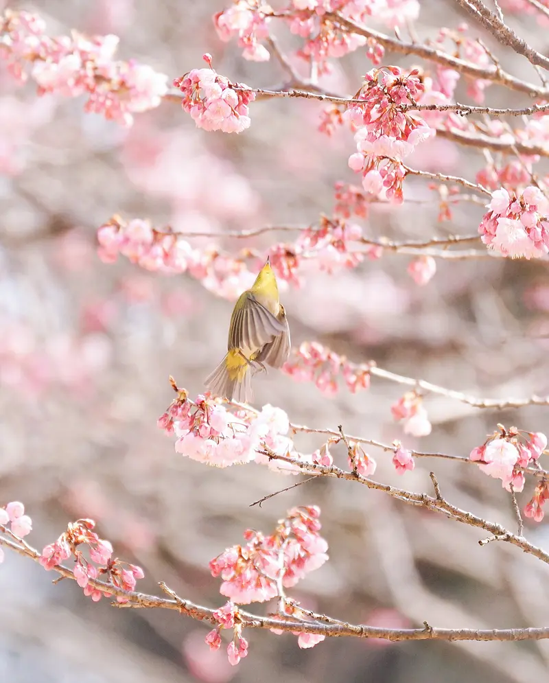 桜とメジロ