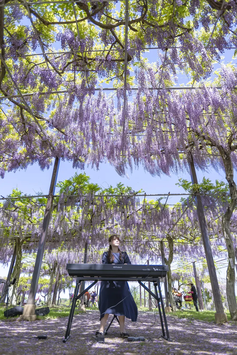 Lunchtime concert under the wisteria trellis